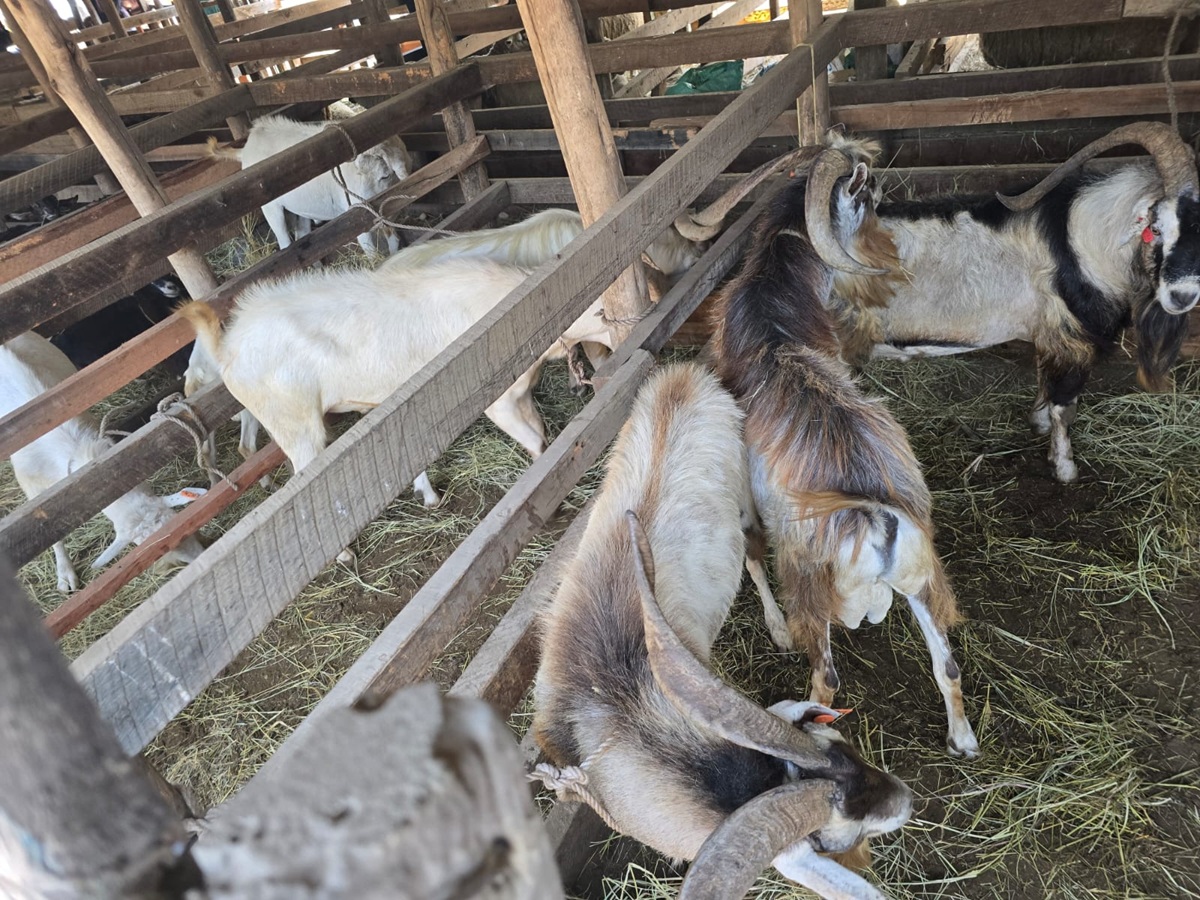 egerton_university_goats