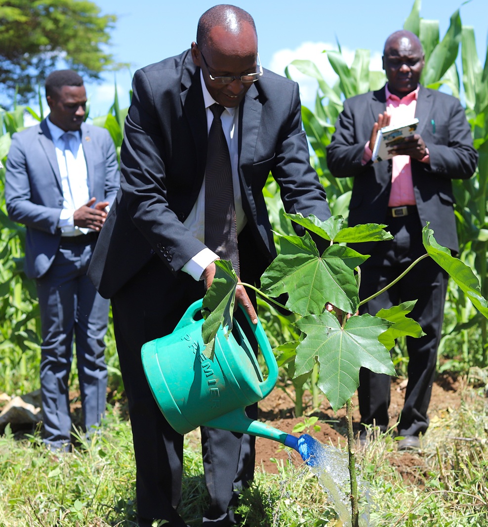 dvc_planting_trees